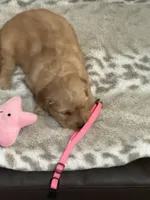 Pink, a female Golden Retriever for sale in Royse City, TX – 1 of 3