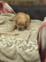 White, a female Golden Retriever for sale in Royse City, TX – 2 of 4