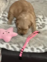 Pink, a female Golden Retriever for sale in Royse City, TX – 3 of 3