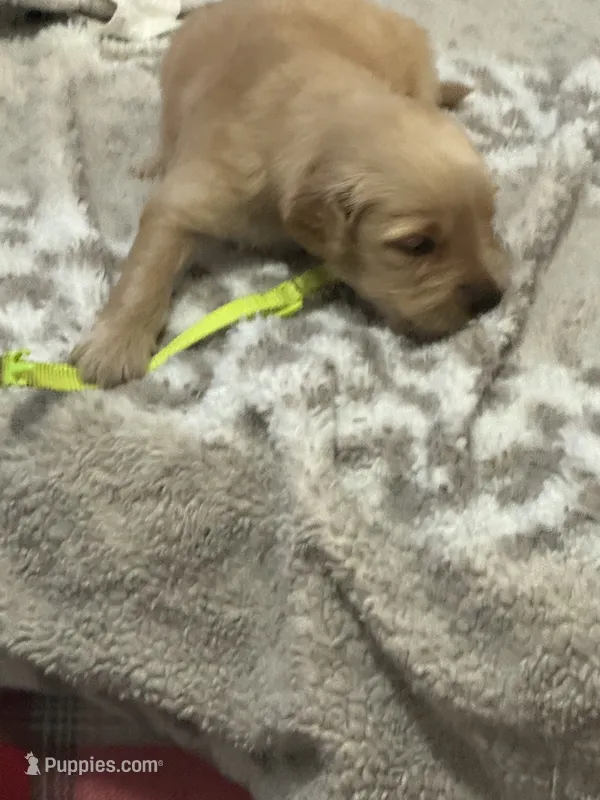 Green – Golden Retriever puppy for sale in Royse City, TX