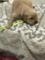 Green, a male Golden Retriever for sale in Royse City, TX – 1 of 2