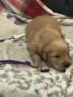 Purple, a female Golden Retriever for sale in Royse City, TX – 2 of 2