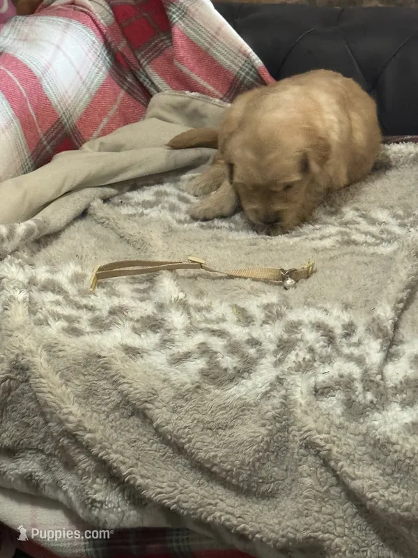 White – Golden Retriever puppy for sale in Royse City, TX