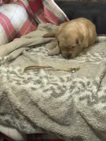 White, a female Golden Retriever for sale in Royse City, TX – 1 of 4