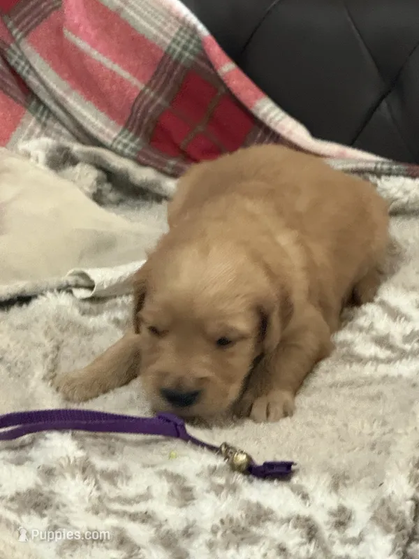 Purple – Golden Retriever puppy for sale in Royse City, TX