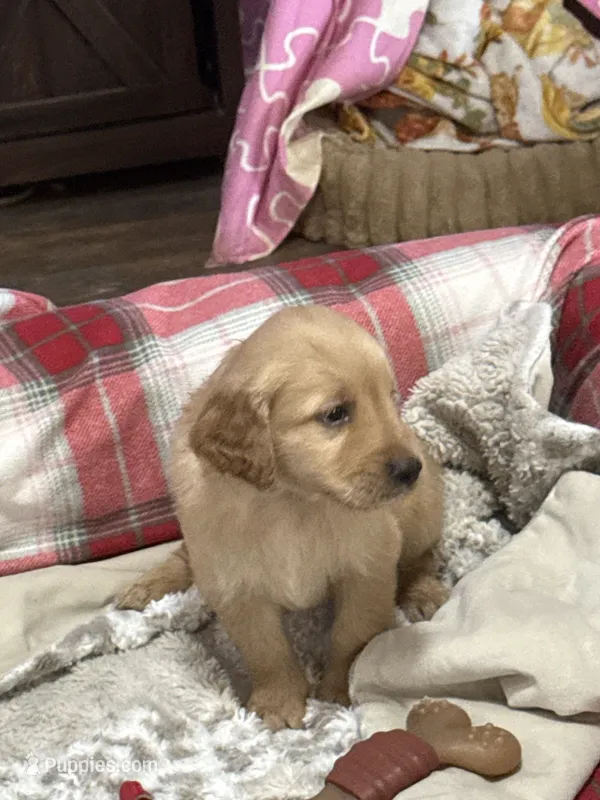 Red – Golden Retriever puppy for sale in Royse City, TX