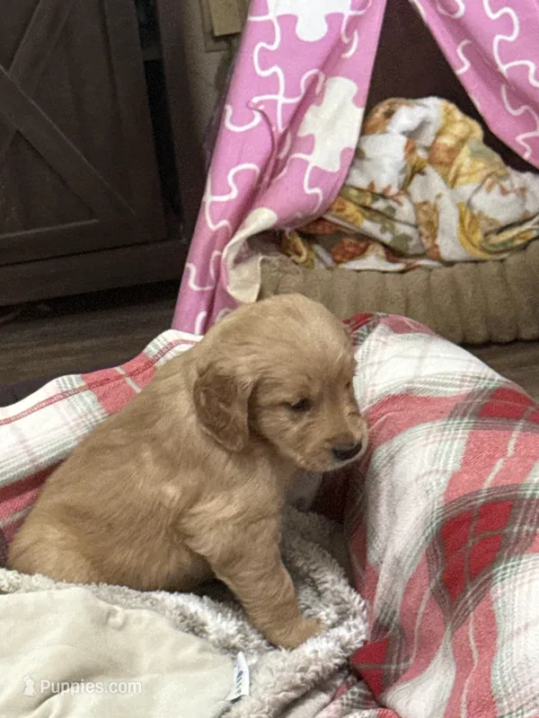 Yellow – Golden Retriever puppy for sale in Royse City, TX