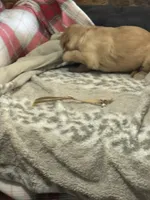 White, a female Golden Retriever for sale in Royse City, TX – 4 of 4