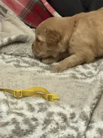 Yellow, a female Golden Retriever for sale in Royse City, TX – 1 of 3