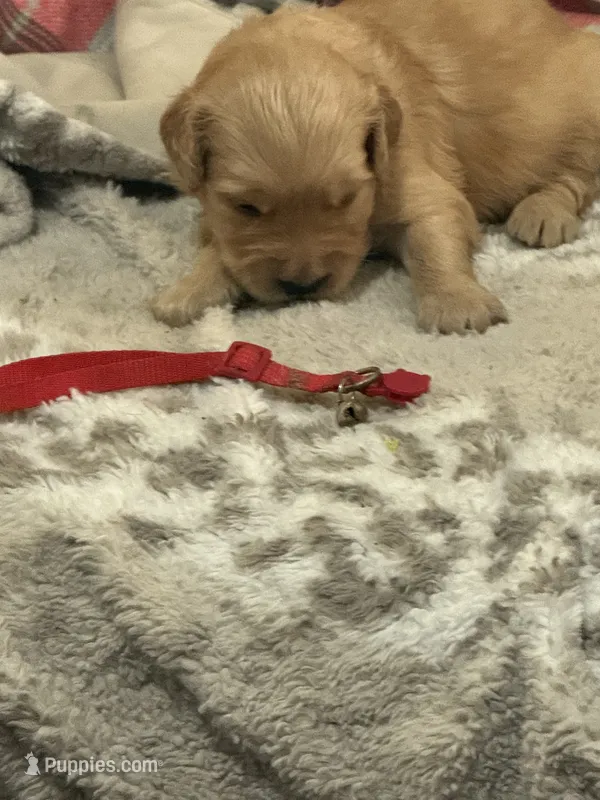 Red – Golden Retriever puppy for sale in Royse City, TX