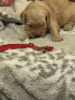 Red, a male Golden Retriever for sale in Royse City, TX – 1 of 3