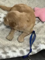 Blue, a male Golden Retriever for sale in Royse City, TX – 2 of 3