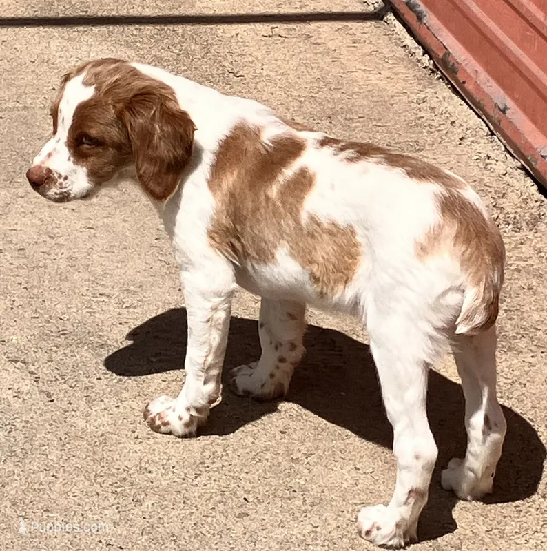 Hunter – Brittany puppy for sale in Windom, MN