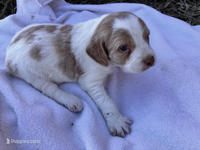 Hunter – Brittany puppy for sale in Windom, MN