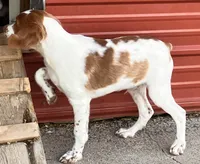 Hunter, a male Brittany for sale in Windom, MN – 2 of 2