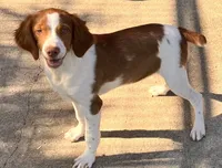 Chase, a male Brittany for sale in Windom, MN – 2 of 3