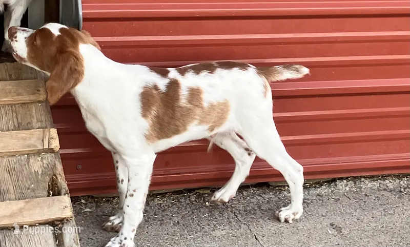 Hunter – Brittany puppy for sale in Windom, MN