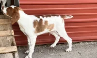 Hunter, a male Brittany for sale in Windom, MN – 1 of 2