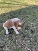 Chase, a male Brittany for sale in Windom, MN – Photo 4 of 4