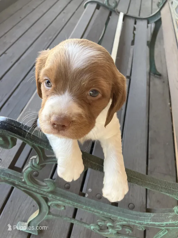 Chase – Brittany puppy for sale in Windom, MN