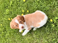 Chase, a male Brittany for sale in Windom, MN – 4 of 5