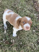 Chase, a male Brittany for sale in Windom, MN – Photo 3 of 4