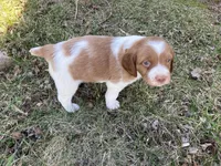 Chase, a male Brittany for sale in Windom, MN – Photo 2 of 4