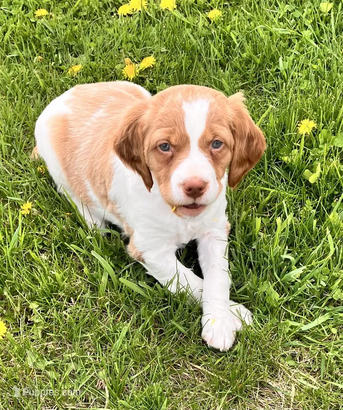 Chase – Brittany puppy for sale in Windom, MN
