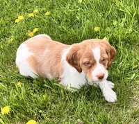 Chase, a male Brittany for sale in Windom, MN – 5 of 5