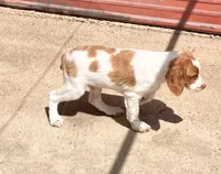Hunter, a male Brittany for sale in Windom, MN – 2 of 2
