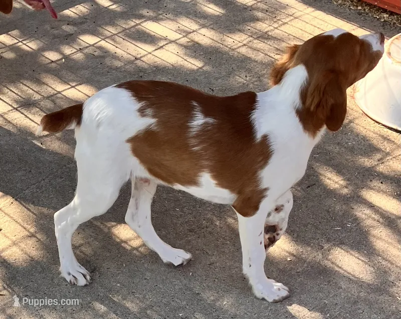 Chase – Brittany puppy for sale in Windom, MN