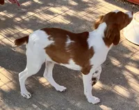 Chase, a male Brittany for sale in Windom, MN – 1 of 3