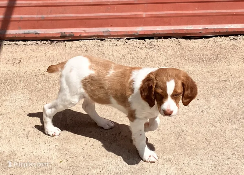 Chase – Brittany puppy for sale in Windom, MN