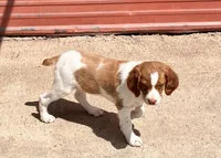 Chase, a male Brittany for sale in Windom, MN – 1 of 5