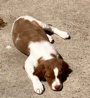 Chase, a male Brittany for sale in Windom, MN – 2 of 5