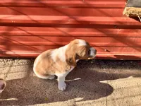 Cooper, a male Brittany for sale in Windom, MN – Photo 2 of 2