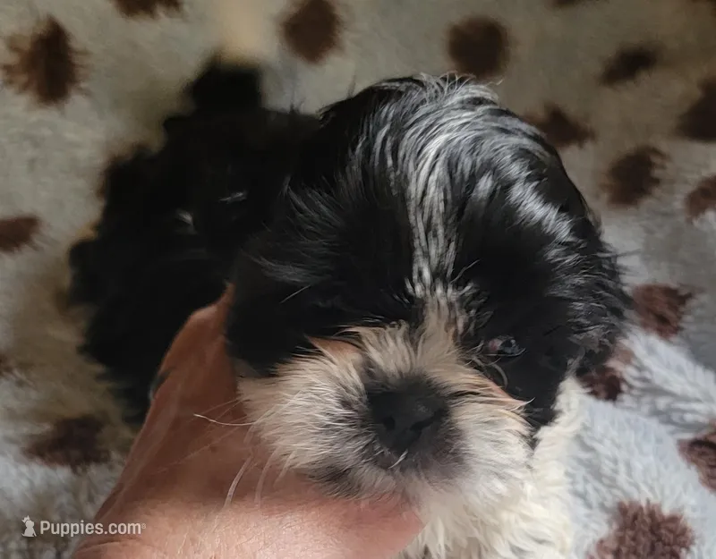Fidget – Shih Tzu puppy for sale in Richfield, NC