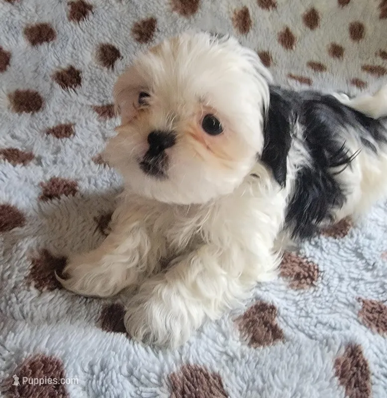 Panda, a male Shih Tzu for sale in Richfield, NC – Photo 1 of 1