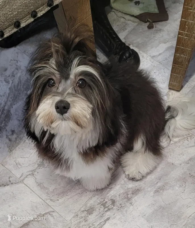 Mary Jane  – Havapoo puppy for sale in Richfield, NC