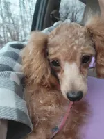 Henny, a female Poodle - Toy  for sale in Richfield, NC – Photo 3 of 3
