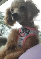 Henny, a female Poodle - Toy  for sale in Richfield, NC – Photo 2 of 3