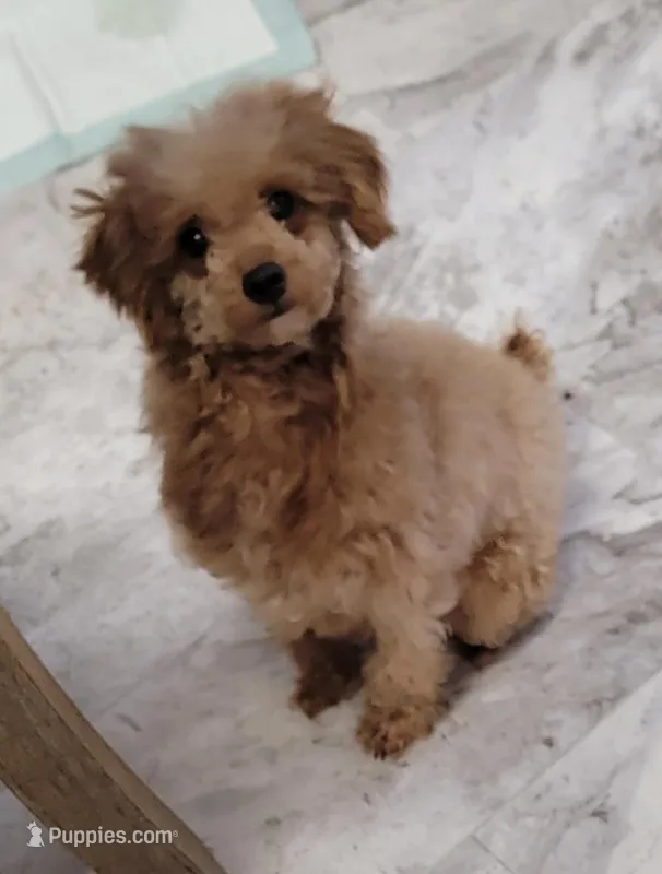 Henny – Poodle - Toy  puppy for sale in Richfield, NC
