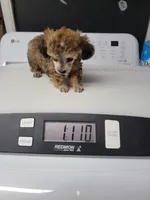 Niko, a male Poodle - Toy  for sale in Richfield, NC – Photo 2 of 2