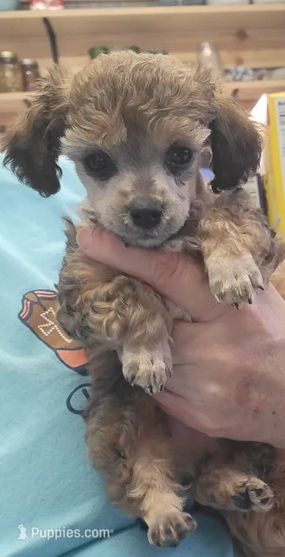 Niko – Poodle - Toy  puppy for sale in Richfield, NC