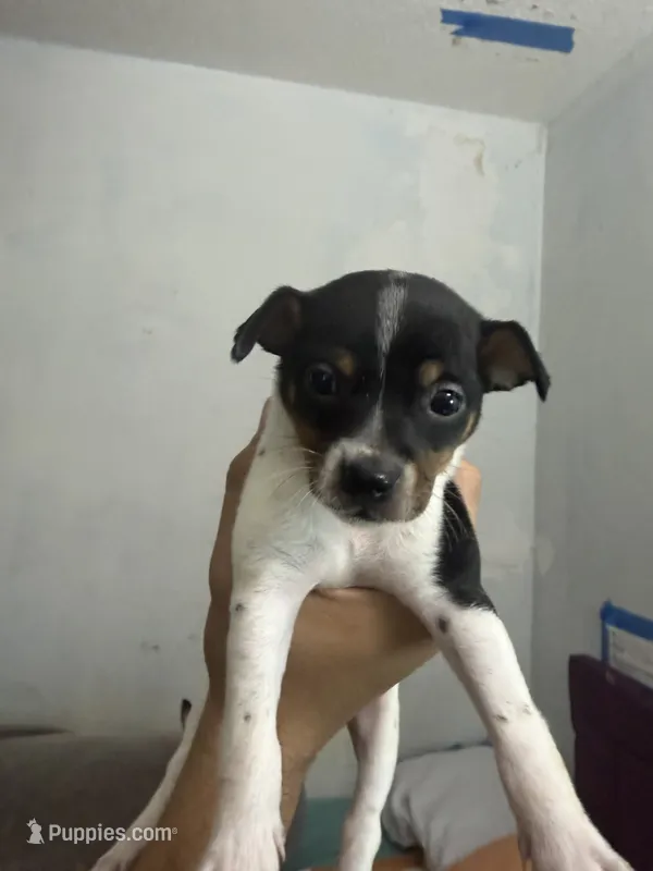 Puppies – Chihuahua puppy for sale in Miami, FL