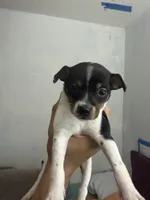 Puppies, a female Chihuahua for sale in Miami, FL – 1 of 8