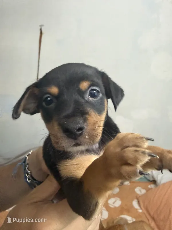 Puppies – Chihuahua puppy for sale in Miami, FL