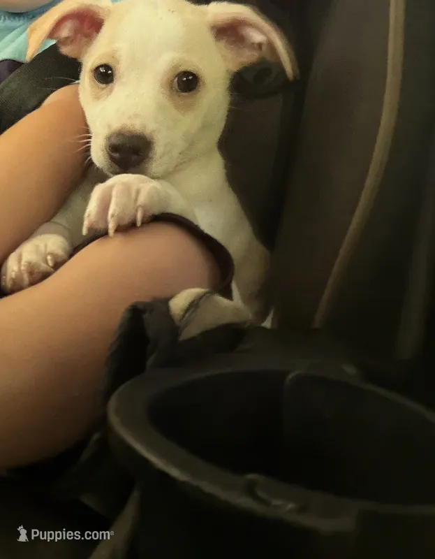 Puppies – Chihuahua puppy for sale in Miami, FL