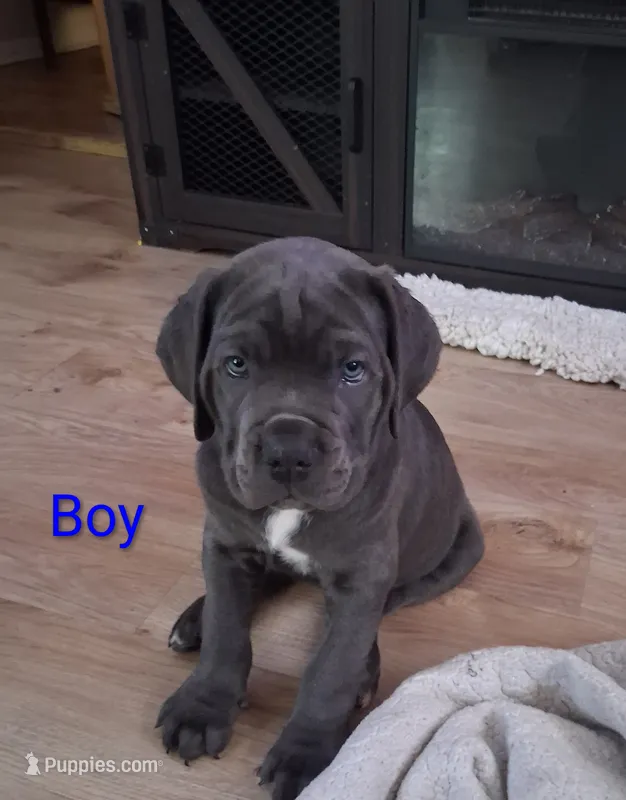 Puppy – Cane Corso puppy for sale in Charleston, WV