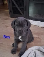 Puppy, a male Cane Corso for sale in Charleston, WV – 1 of 1